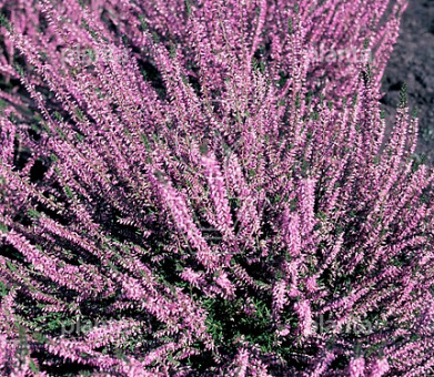Calluna v. 'Marleen'