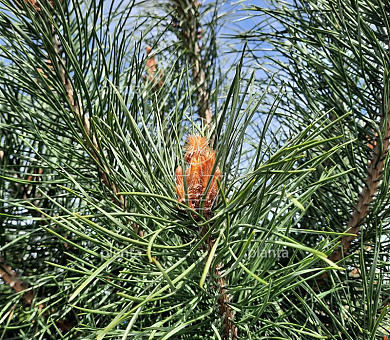 Pinus sylvestris 'Norska'