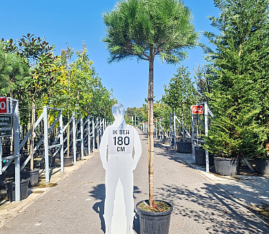 hoogstamboom, stamomtrek 14-16 cm, in pot