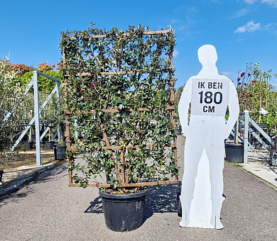 laagstam leiboom, rek (BxH) 110 x 160 cm