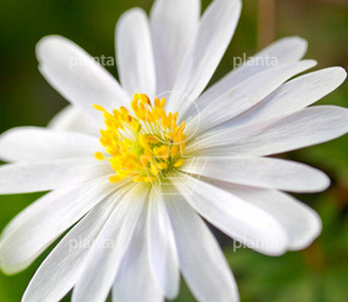 Anemone blanda 'White Splendour'