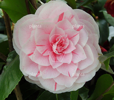 Camellia japonica 'Bonomiana Nova'