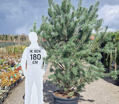 solitaire plant, 200 tot 250 cm hoog, in pot