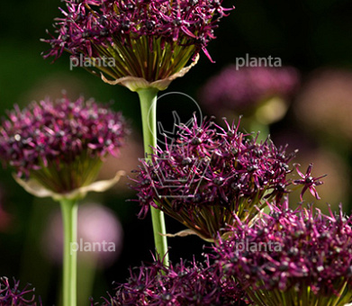 Allium atropurpureum