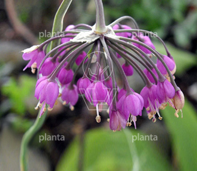 Allium cernuum