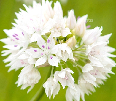 Allium 'Graceful Beauty'