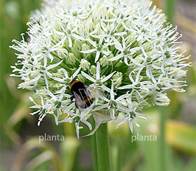 Allium 'Mount Everest'
