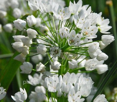 Allium neapolitanum