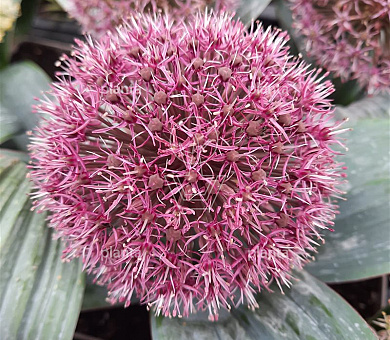 Allium 'Red Giant'