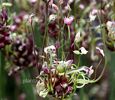 Allium scorodoprasum