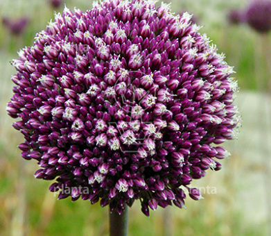 Allium 'Summer Drummer'