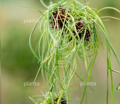 Allium vineale 'Hair'