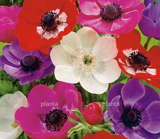 Anemone 'De Caen Mix'