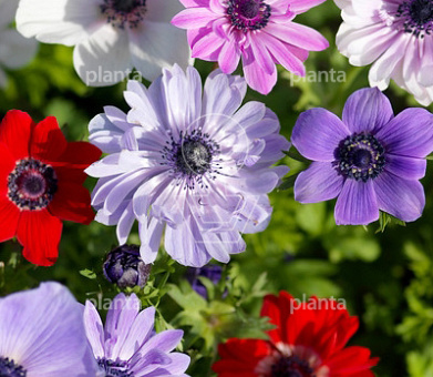 Anemone 'St. Brigid Mix'