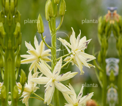 Camassia leichtlinii 'Semiplena'
