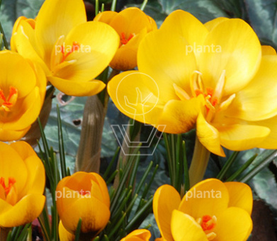 Crocus chrysanthus 'Goldilocks'