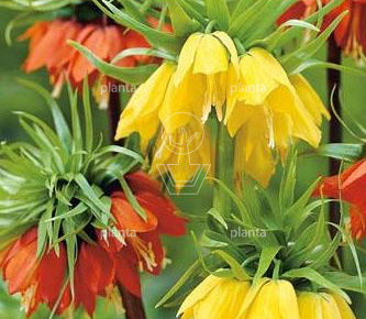 Fritillaria imperialis Gemengd