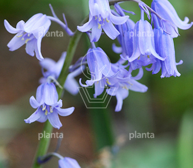 Hyacinthoides hispanica 'Blue'