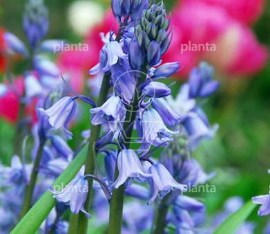 Hyacinthoides hispanica 'Excelsior'