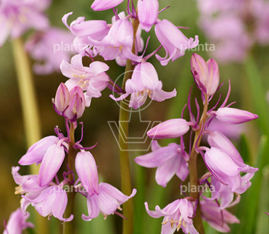 Hyacinthoides hispanica 'Roze/ Pink'
