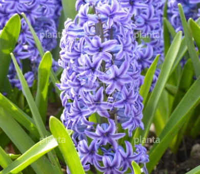 Hyacinthus 'Blue Jacket'