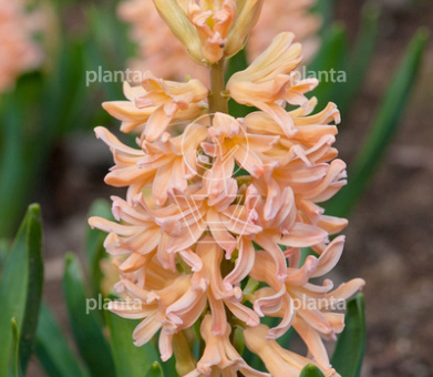 Hyacinthus 'Gipsy Queen'
