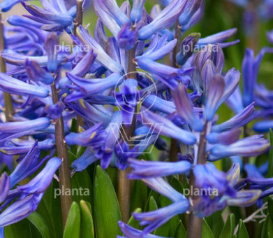 Hyacinthus 'Multiflora Blauw/Blue'