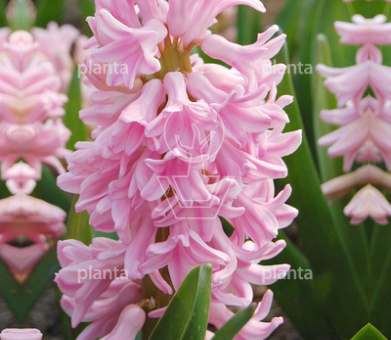 Hyacinthus 'Pink Surprise'