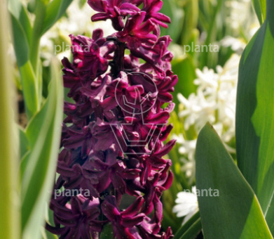 Hyacinthus 'Woodstock'