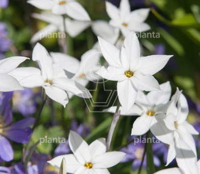 Ipheion uniflorum 'Alberto Castillo'
