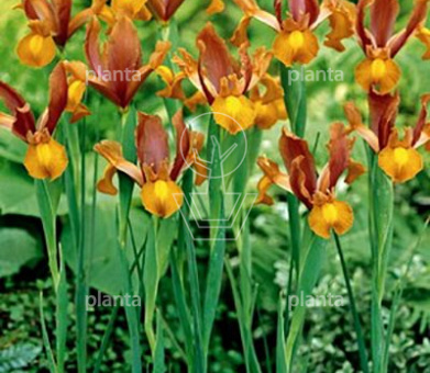 Iris hollandica 'Autumn Princess'