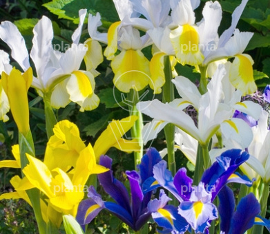 Iris hollandica Mix