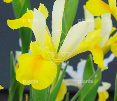 Iris hollandica 'Symphony'