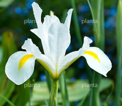 Iris hollandica 'White van Vliet'