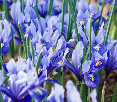 Iris reticulata 'Alida'