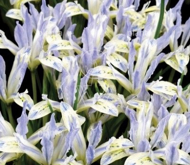 Iris reticulata 'Painted Lady'