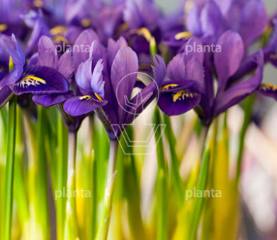 Iris reticulata 'Pixie'