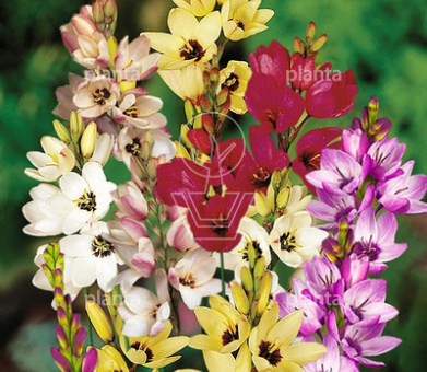 Ixia Mix