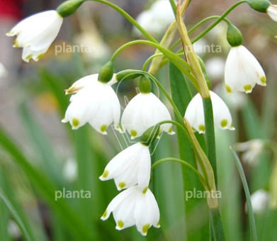 Leucojum aestivum 'Gravetye Giant'