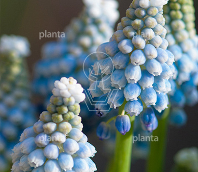 Muscari aucheri 'Ocean Magic'