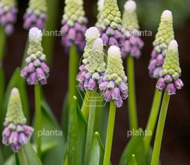 Muscari latifolium 'Grape Ice'