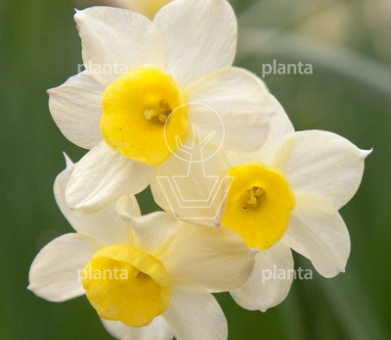 Narcissus 'Minnow'