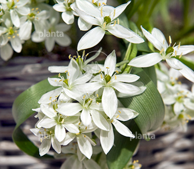 Ornithogalum balansae