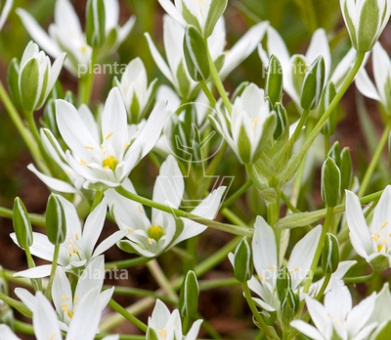 Ornithogalum umbellatum