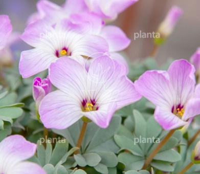 Oxalis adenophylla