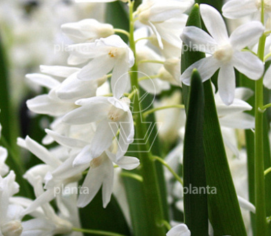 Puschkinia libanotica 'Alba'