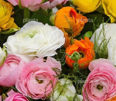 Ranunculus pastel  Mix