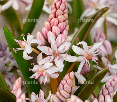 Scilla bifolia 'Rosea'