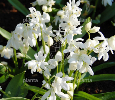 Scilla siberica 'Alba'