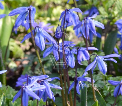 Scilla siberica 'Spring Beauty'